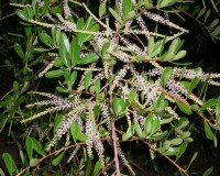 cyrilla racemiflora 1.jpg